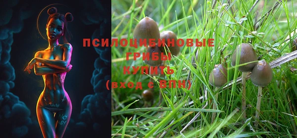 крисы Баксан